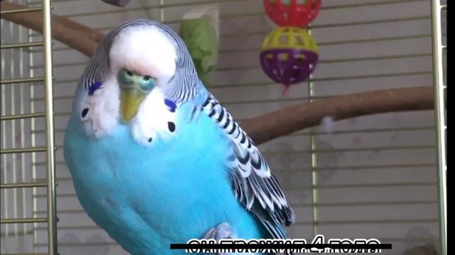 🤣 смотрите что я сделал с видео Pushistik On-Life #antipushistikonlife смотреть онлайн
