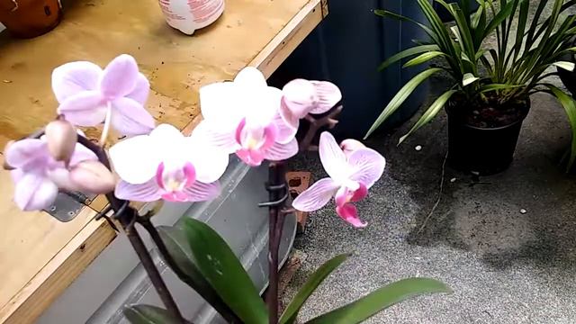 Orchids.....Diagnosing, Phalaenopsis ..#3 update.... смотреть онлайн