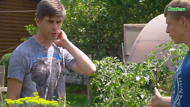 Если увидели такие листья у томатов – срочно спасайте его! смотреть онлайн