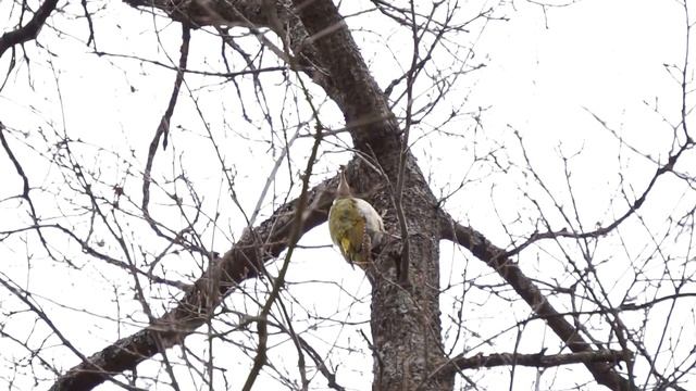 Крик зеленого дятла смотреть онлайн
