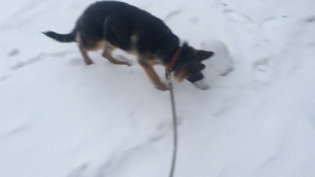 Собака на снегу