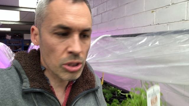 Micranthemum umbrosum - aquarium plant for the midground смотреть онлайн