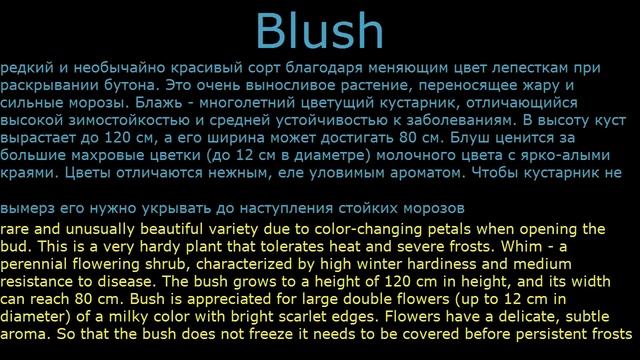 #Розы #чайно-гибридные2 #Цветы для сада и бизнеса от Ольги Шевчук смотреть онлайн