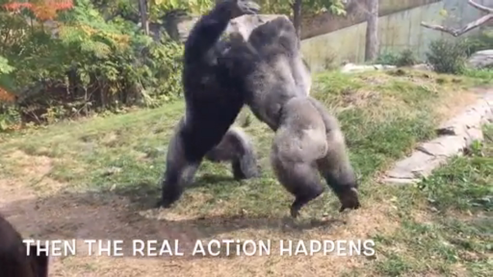 Дети наблюдают за дракой горилл