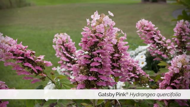 New Flowering Shrubs from Proven Winners смотреть онлайн