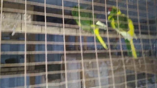 Кабачки попугаям. смотреть онлайн