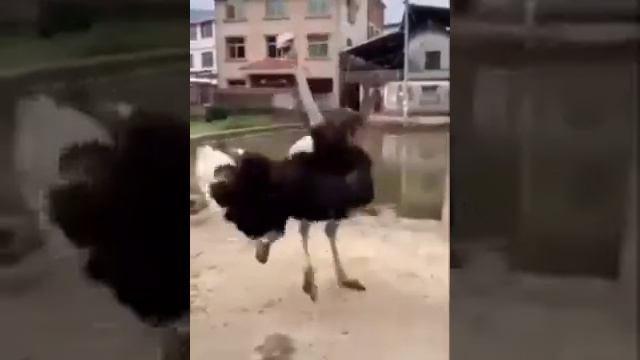 +1 причина, почему мужчины живут меньше женщин))) смотреть онлайн