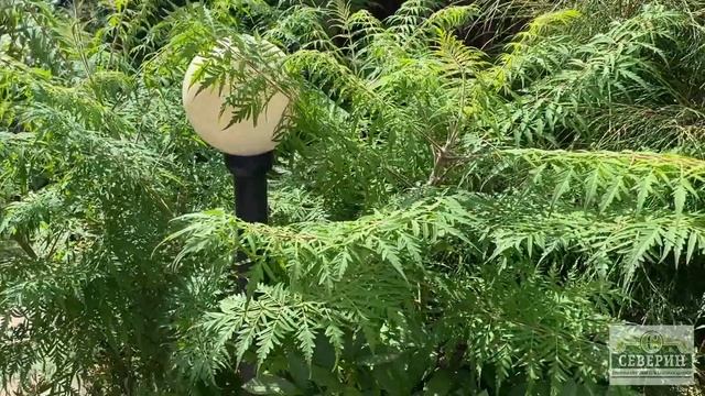 СУМАХ ОЛЕНЕРОГИЙ! смотреть онлайн