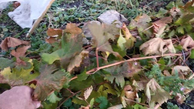 лоза вызрела, укрытия можно убрать. смотреть онлайн