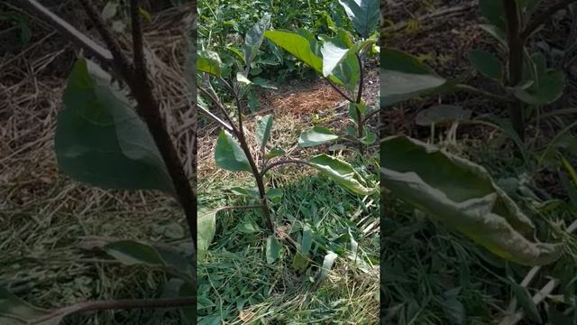 Перец Марек ф1и баклажан Фабина ф1 через месяц после высадки рассады в грунт . VID 20210622 084139 смотреть онлайн