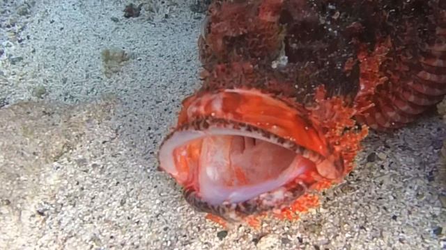 Der unsichtbare Killer ☠️ Der Steinfisch ? im Roten Meer Ägyptens! #stonefish смотреть онлайн