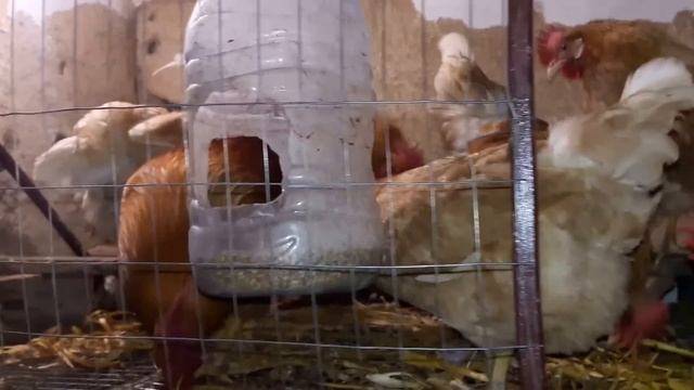 Клеточное содержание кур Мини мясные палевые  Преимущества данной породы