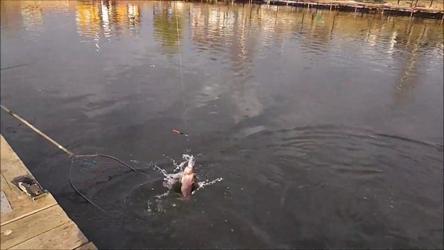 Утренний клев форели!!!Работают все приманки!!Клевое Место д.Савельево. смотреть онлайн