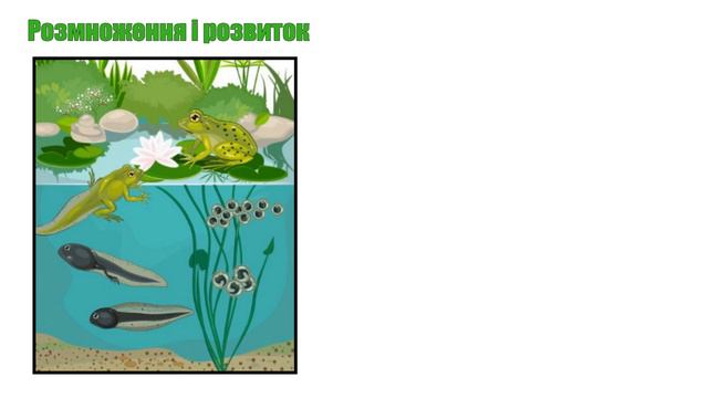 Клас Земноводні (Амфібії) смотреть онлайн