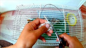 результаты Разведение канареек Уход и содержание