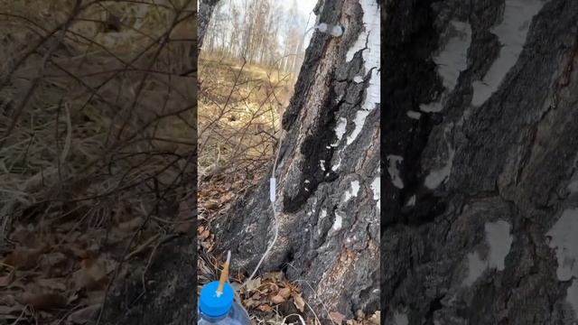 Березовый сор. Через капельницу.