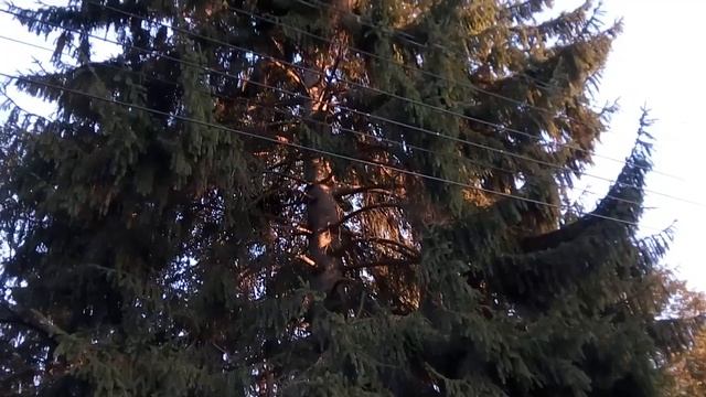 22 10 2019  Ели, сквер у памятника Дзерж., общ вид с проспекта Дзержинского