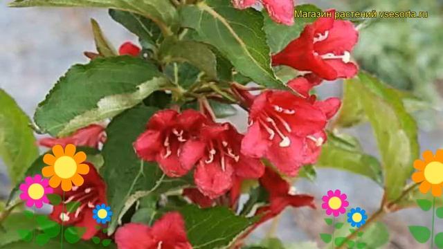 Вейгела цветущая Кауртаред. Краткий обзор, описание характеристик weigela florida Courtared смотреть онлайн