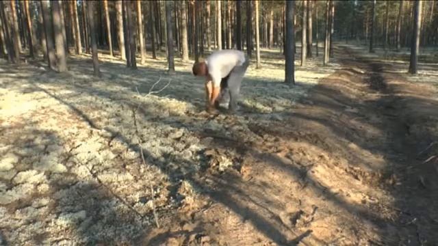 Заготовка корня сосны(Андрей Чаплинский) смотреть онлайн