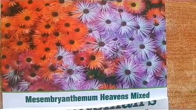 NO-117 Winter season easy growing flowering plants & winter preparation for garden (Hindi/Urdu) смотреть онлайн