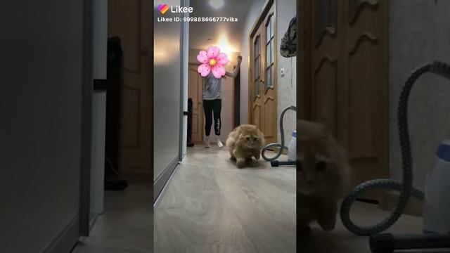 Кот очень сильно испугался!!!??? смотреть онлайн