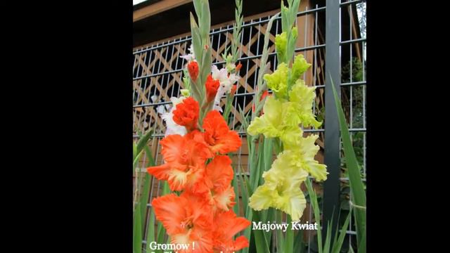 Mieczyki Edwarda Filipowicza смотреть онлайн