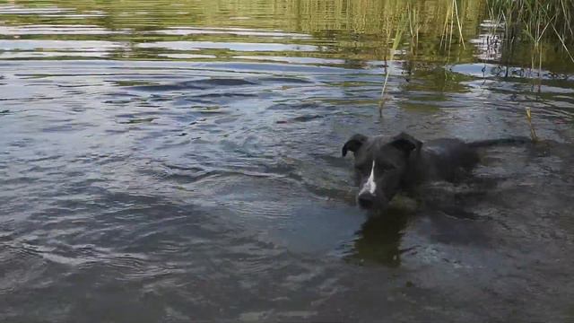 Собака купается в первый раз амстафф blue pitbull amstaff stafford puppy dog swim first time смотреть онлайн