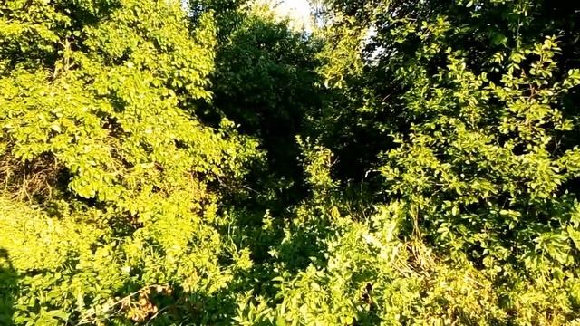 Моё утро в деревне Поющие в терновнике.Огород Елены Сериковой. смотреть онлайн