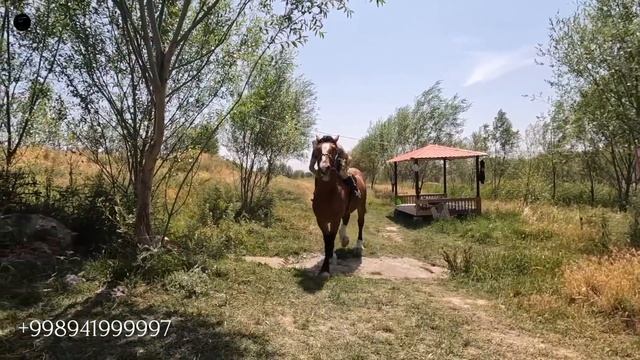 ТАНК СОТИЛАДИ! САМАРҚАНДДА 2 ТА ОТ СОТИЛАДИ! ОНЛАЙН ОТ БОЗОР смотреть онлайн