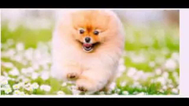 Самая красивая собачка))) смотреть онлайн