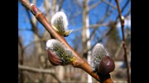 ВККМ - Александр Ермолов ‒ Апрель (Минусовка)