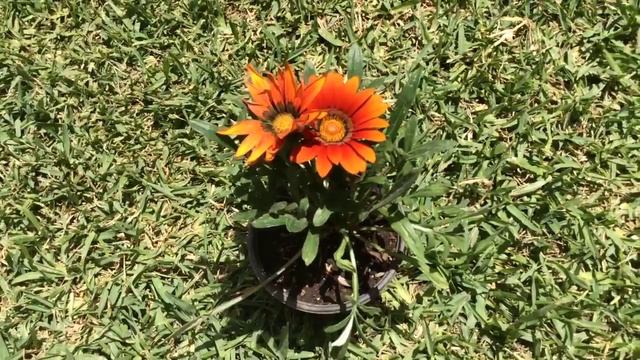 PLANTA GAZANIA /GAZANIA HIBRYDA смотреть онлайн