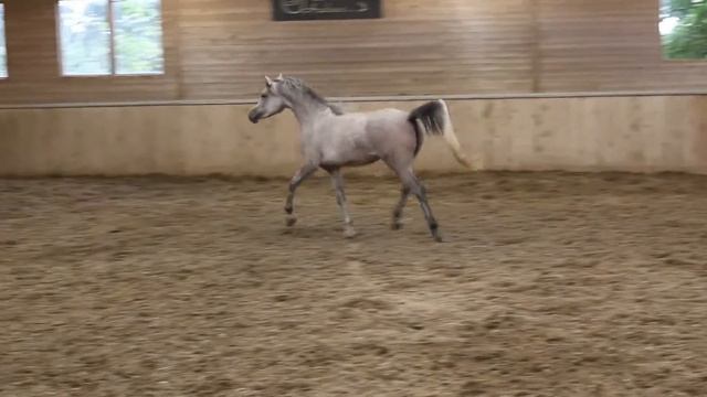 Скакуны арабские смотреть онлайн