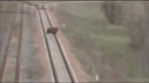 В Чернобыле был замечен Лось - мутант  без головы.