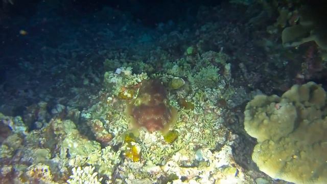 Bizarre & fascinating squid devours fish with lightning speed смотреть онлайн