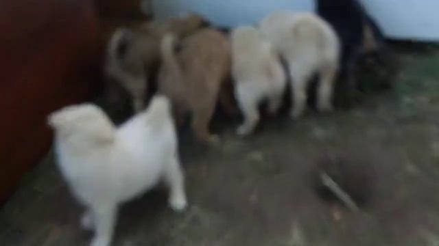 Маленькі собачата граються. Подарую ! смотреть онлайн