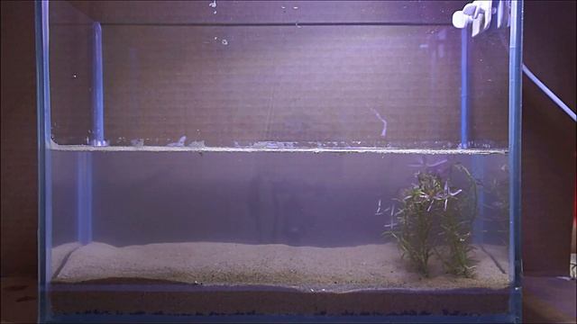 #Тестовый_аквариум_10L Питательная подложка биогумус. Запуск.