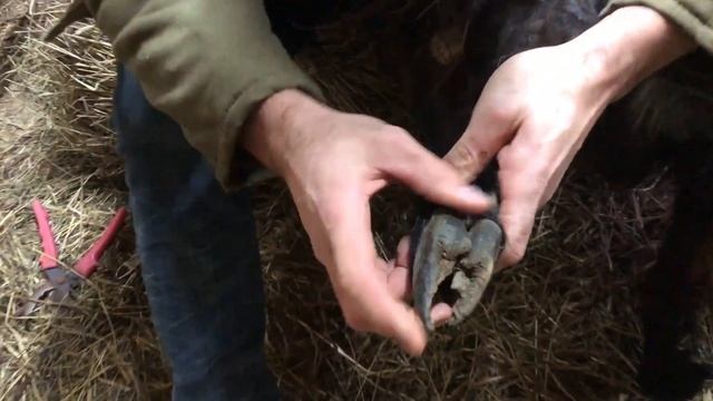 Как правильно обрезать копыта козам? | Обрезка и расчистка копыт козам смотреть онлайн