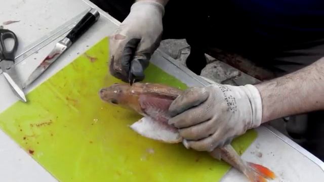 Разделка окуня смотреть онлайн
