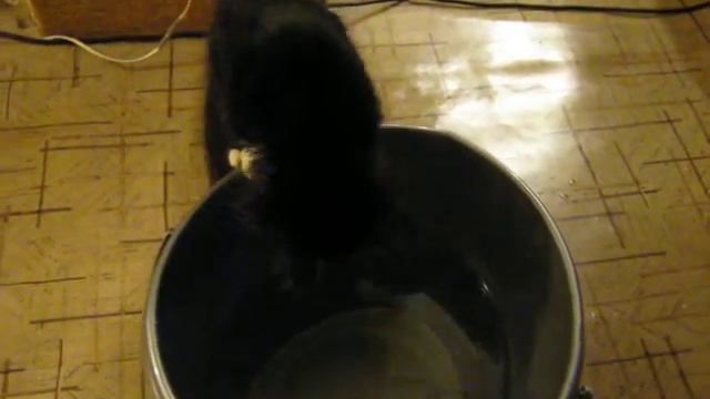 котёнок плещется в ведре смотреть онлайн