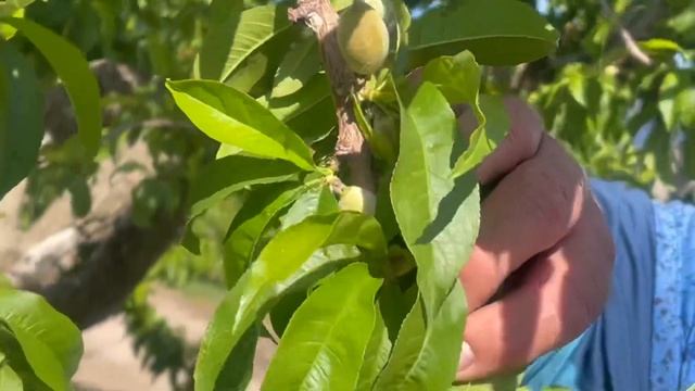 How To Thin A Peach ? Tree In The North Ogden LDS Peach Orchard.