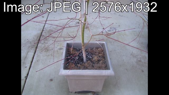 Another Sad Kodak Digital Camera - Kodak EasyShare C533