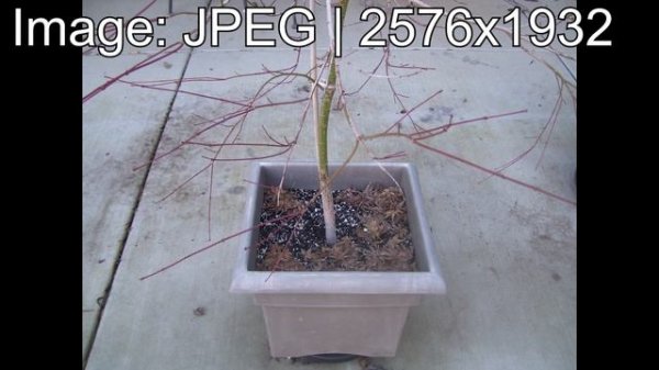 Another Sad Kodak Digital Camera - Kodak EasyShare C533