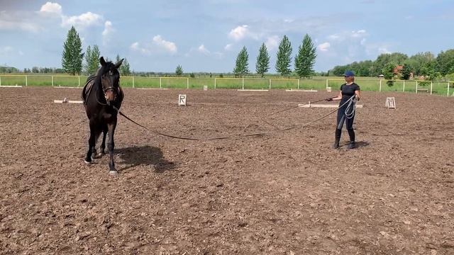 КАК ПРИУЧИТЬ МОЛОДОГО КОНЯ К СЕДЛУ смотреть онлайн