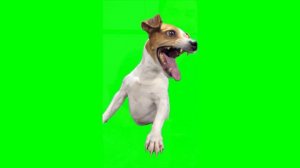 Green Screen Laughing Dog Meme