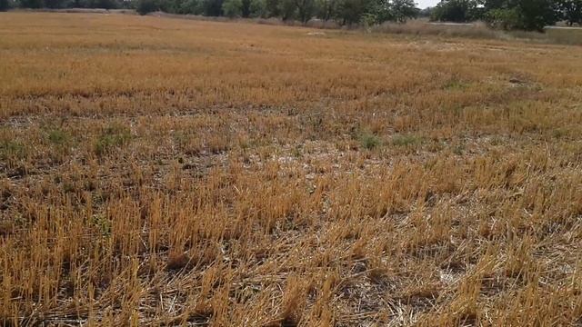 No-Till. 20га Пшеница Ксения, итоги уборки. 12.08.2019. смотреть онлайн