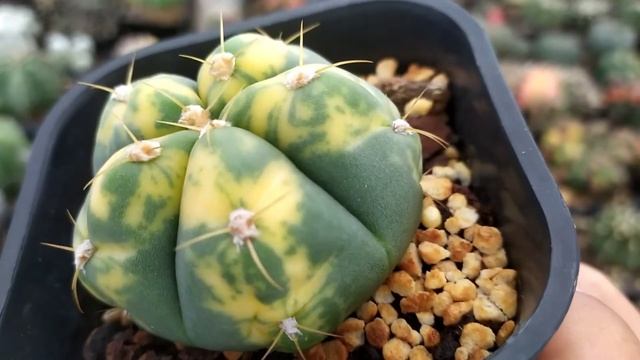 Gymnocalycium Denudatum Variegata | Cacti Succulent Review смотреть онлайн