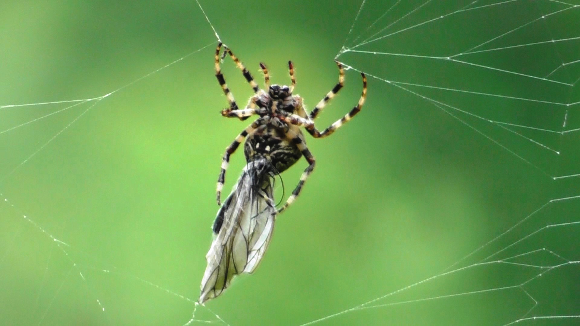 Паук. Угловатый крестовик и его жертва ( Araneus angulatus ) смотреть онлайн