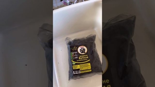 Традесканція Tradescantia Albiflora variegata Pink Clone пересадка и размножение