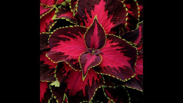 Growing Flowers From Seed For The Garden PART 1 #flowersfromseed #garden #aroundthehousewithpat